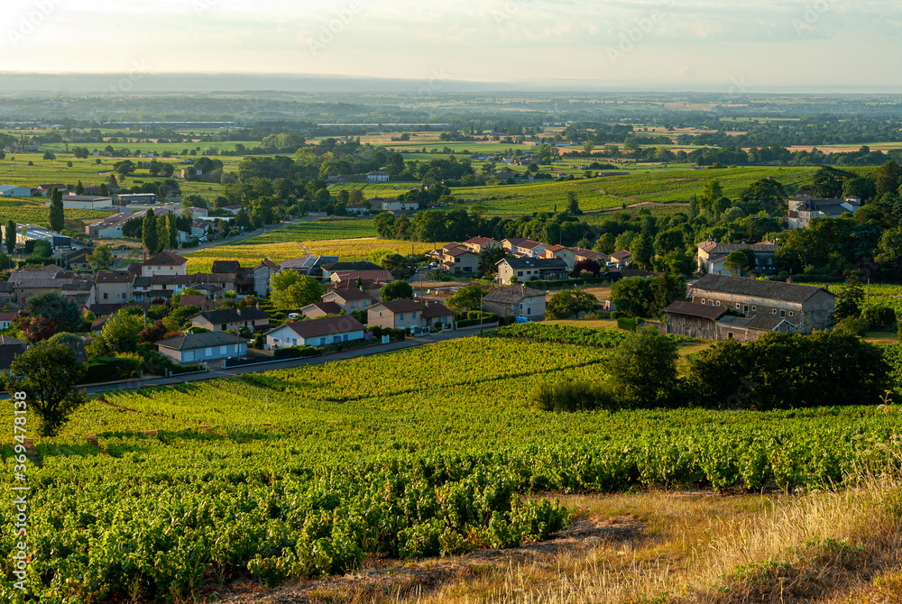 vignoble du Beaujolais dans le département du Rhône en France