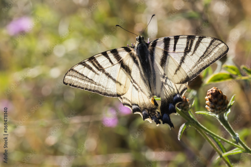 Sail moth (Iphiclides podalirius)