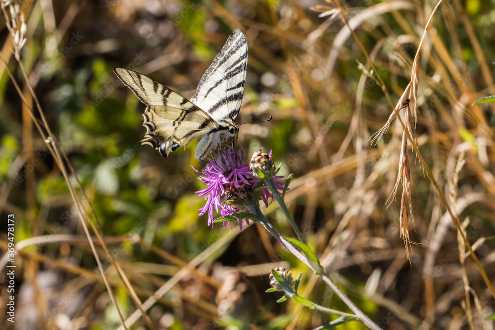 Sail moth (Iphiclides podalirius)