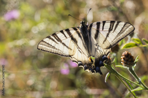 Obraz na płótnie Sail moth (Iphiclides podalirius) w salonie