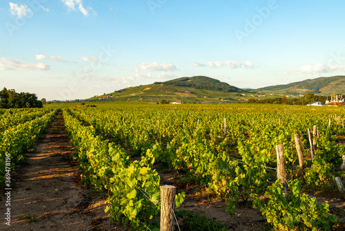 Bild auf Leinwand Paysage du vignoble du Beaujolais dans le département du Rhône en France