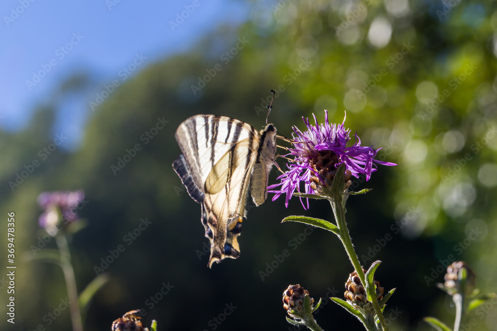 Sail moth (Iphiclides podalirius)