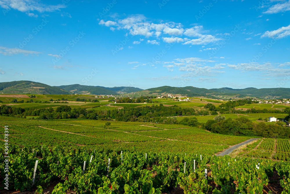 Paysage du vignoble du Beaujolais dans le département du Rhône en France