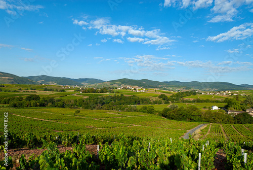 Paysage du vignoble du Beaujolais dans le d  partement du Rh  ne en France