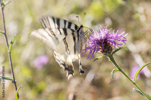 Obraz na płótnie Sail moth (Iphiclides podalirius) w salonie