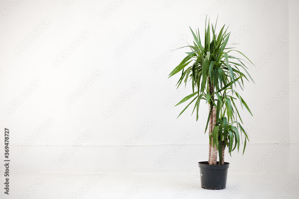 Fototapeta premium Studio shot of potted plant. Potted plant on white background 