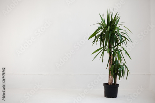 Studio shot of potted plant. Potted plant on white background
