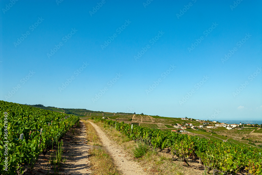 vignes aux alentours du village de Chiroubles dans le vignoble du Beaujolais dans le département du Rhône en France