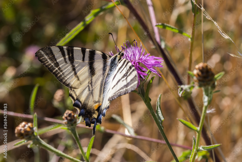 Sail moth (Iphiclides podalirius)
