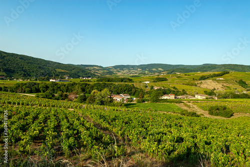 Fototapeta Naklejka Na Ścianę i Meble -  paysage de vignes autour du village de Juliénas dans le vignoble du Beaujolais dans le département du Rhône en France