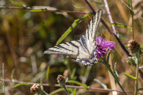 Obraz na płótnie Sail moth (Iphiclides podalirius) w salonie