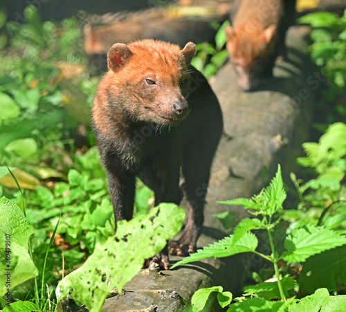 Bush dog (Speothos venaticus) in grass photo