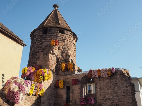 Kreisstadt Lahr im Schwarzwald - Chrysanthema