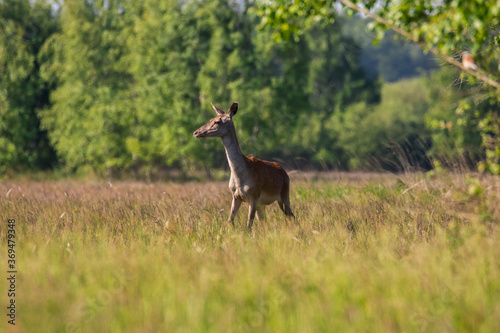 Fototapeta Naklejka Na Ścianę i Meble -  Piękna łania jelenia Cervus elaphus w pięknej pozie