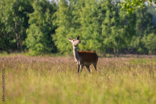 Fototapeta Naklejka Na Ścianę i Meble -  Piękna łania jelenia Cervus elaphus rogląda się po łące
