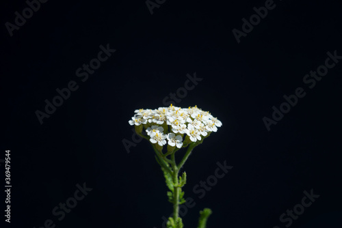 white wildflower, close-up on a black background. Lovely white flowers photo