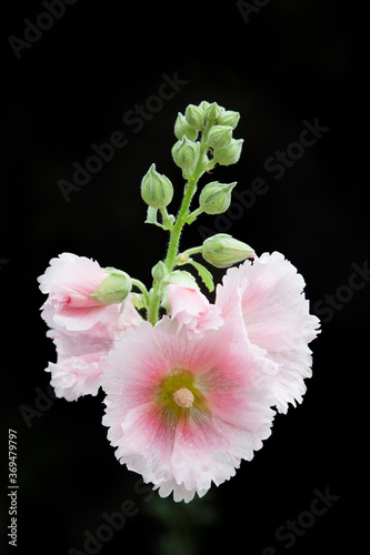 The flowers of hollyhock isolated on the black background in a garden photo