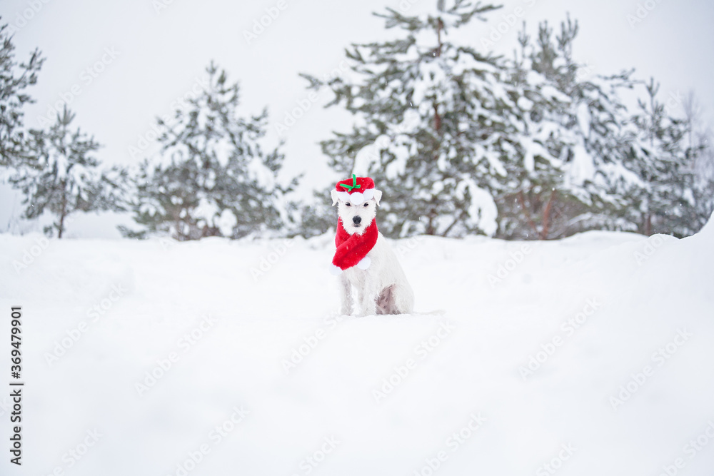 parson the Terrier sits on a snowy background. A dog dressed as Santa Claus. White Terrier with Santa hat and scarf. A white dog sits on the background of snow-covered Christmas trees