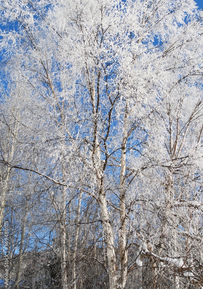 Tree covered with snow in winter Tree covered with snow in winter