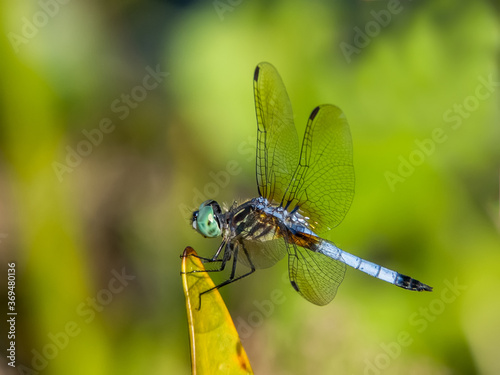 Close up of male Blue Dasher Dragonfly taken in Urfer Family Park in Sarasota Florida United States © Jim Schwabel
