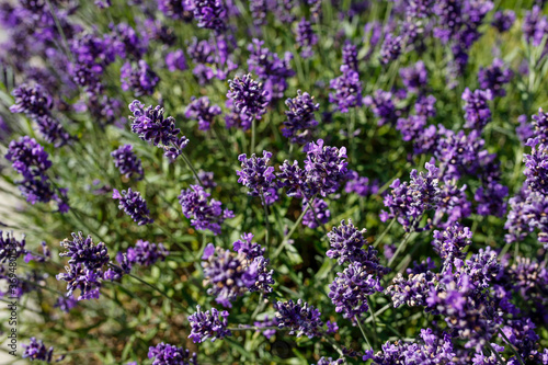 blooming violet field of lavender