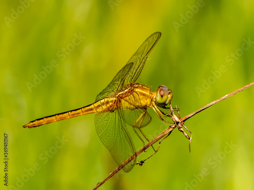 Close up of female Scarlet Skimmer Dragonfly taken in Ufer Family Park in Sarasota Florida United States © Jim Schwabel