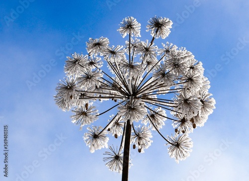 Plant covered with snow against blue sky