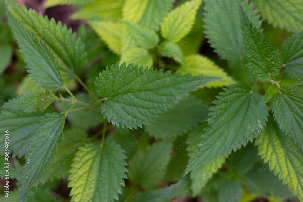 nettle texture top view, close-up of foxes green nettle plant. Healing healing plant nettle texture top view, close-up of foxes green nettle plant. Healing healing plant