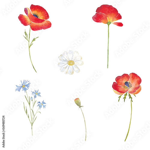 Paint set of hand-drawn watercolor red poppy flowers, daisy and cornflowers  on a white background. Use for menus, invitations, wedding