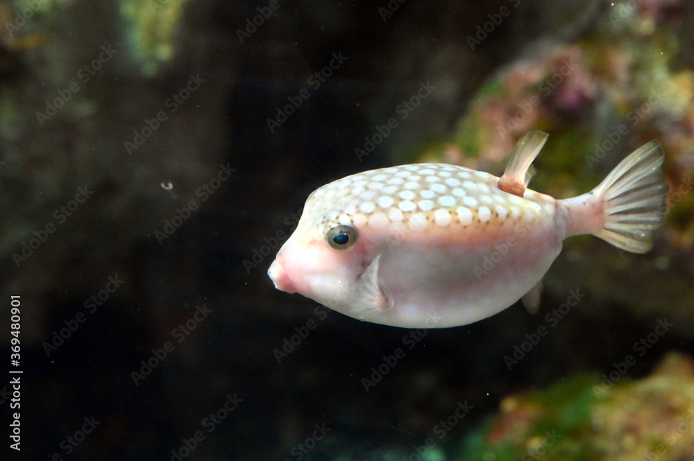 おちょぼ口が可愛いハコフグが水中を静かに泳いでいる姿 Stock Foto Adobe Stock おちょぼ口が可愛いハコフグが水中を静かに泳いでいる姿 Stock Foto Adobe Stock