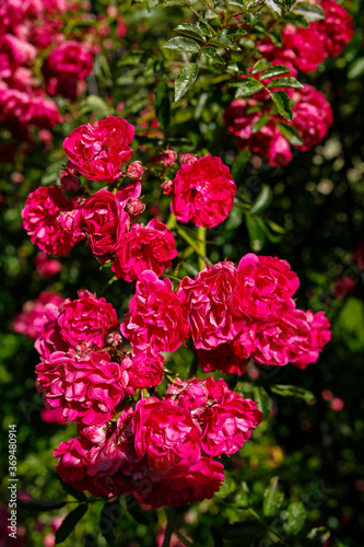 beautiful pink roses in the garden