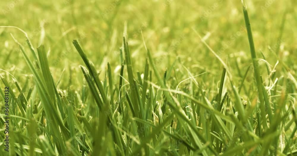 Macro shot of grass on warm summer day in british garden