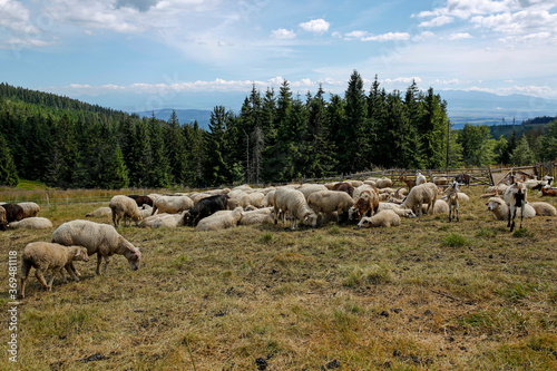 Fototapeta Naklejka Na Ścianę i Meble -  herd of goats and sheep on the mountain meadow
