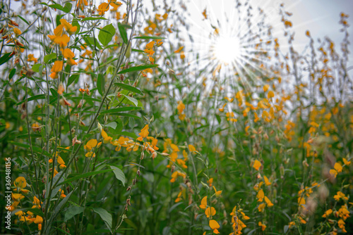 Yellow flower garden and sky backdrop with sunlight.