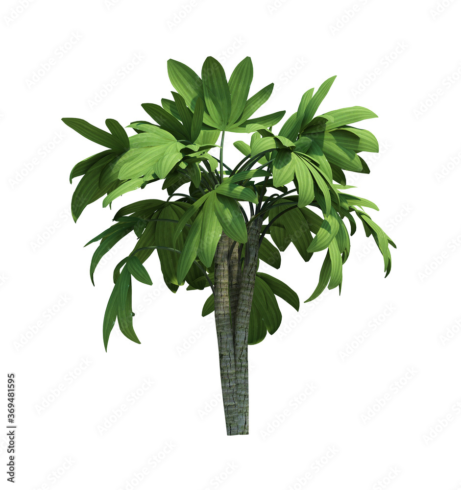 Obraz premium Nature object tree isolated white background
