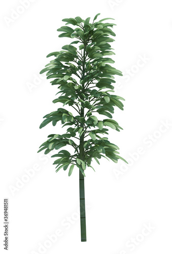 Nature object tree isolated  white  background photo