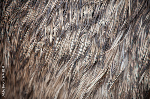 Closeup texture of emu feathers.