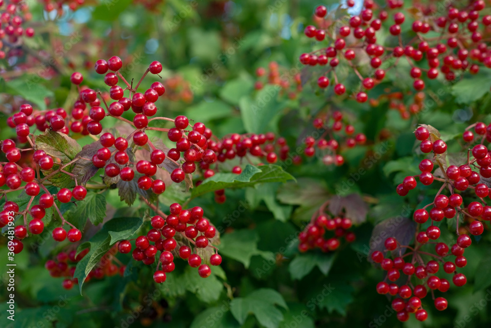 a bunch of red viburnum berries hanging from a bush, shimmering in the sun a bunch of red viburnum berries hanging from a bush, shimmering in the sun