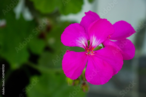 Several pink geraniums on a blue background