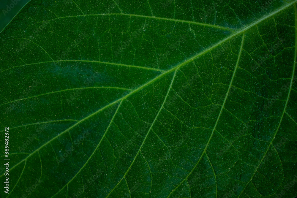 A walnut leaf photographed up close A walnut leaf photographed up close