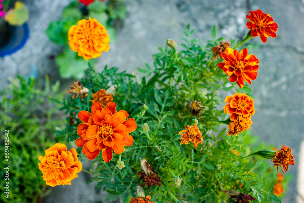 Orange tagetes patula flower