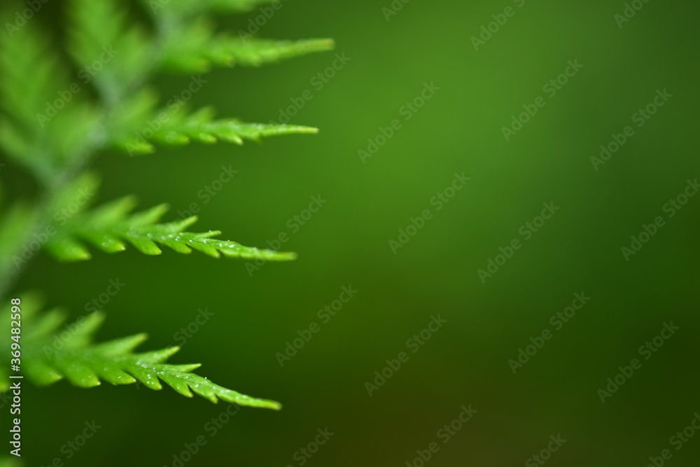 Closeup nature view of beautiful fern on blurred greenery background in garden with copy space for text using as background natural green plants landscape, Closeup nature view of beautiful fern on blurred greenery background in garden with copy space for text using as background natural green plants landscape,