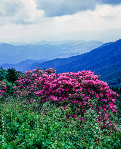Flame azalea blooming in the mountains along the Blue Ridge Parkway in North Carolina in the United States
