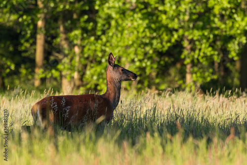 Fototapeta Naklejka Na Ścianę i Meble -  Piękna samica łania jelenia Cervus elaphus biegnie po łące