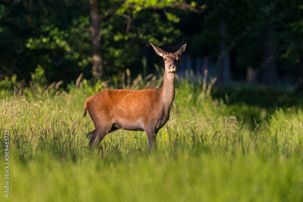 Piękna samica łania jelenia Cervus elaphus pięknie pozuje na łące Piękna samica łania jelenia Cervus elaphus pięknie pozuje na łące