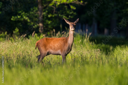 Fototapeta Naklejka Na Ścianę i Meble -  Piękna samica łania jelenia Cervus elaphus pięknie pozuje na łące