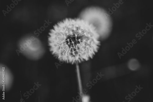 Flowers close up in the detail isolated on a black background