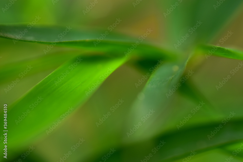 Closeup nature view leaf on blurred greenery background in garden with copy space for text using as background natural green plants landscape Closeup nature view leaf on blurred greenery background in garden with copy space for text using as background natural green plants landscape