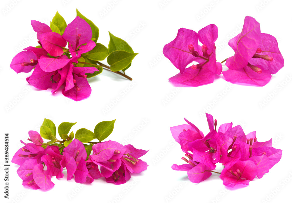 bougainvillea bloom bougainvillea bloom