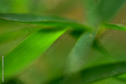 Closeup nature view leaf on blurred greenery background in garden with copy space for text using as background natural green plants landscape